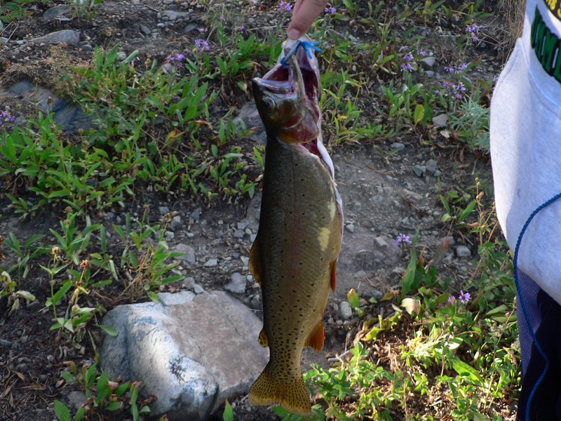 Cutthroat trout.